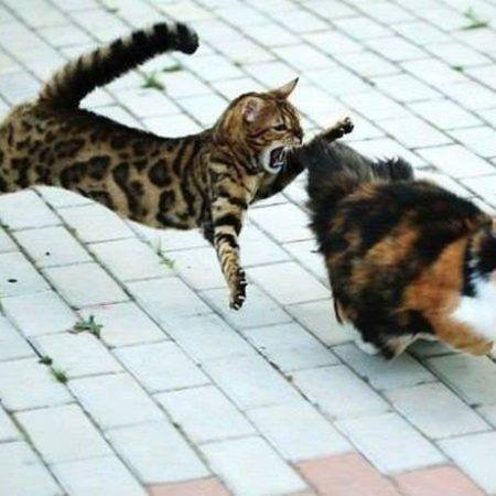 Не пропустите наши фрироллы на LotosPoker — каждую пятницу и субботу