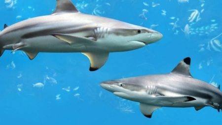 Адиль и Алишер заносят по турниру