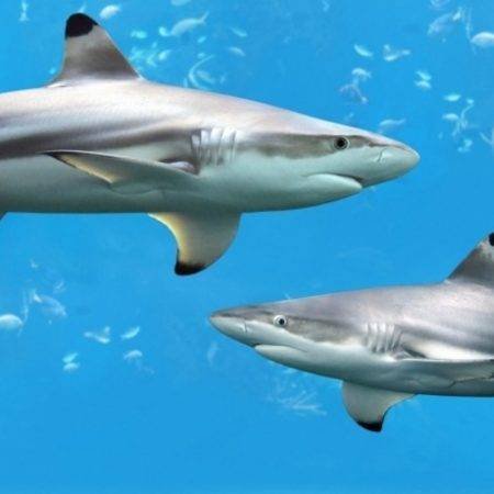 Адиль и Алишер заносят по турниру