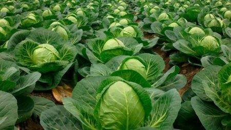 Адиль занес $15К в двух турнирах