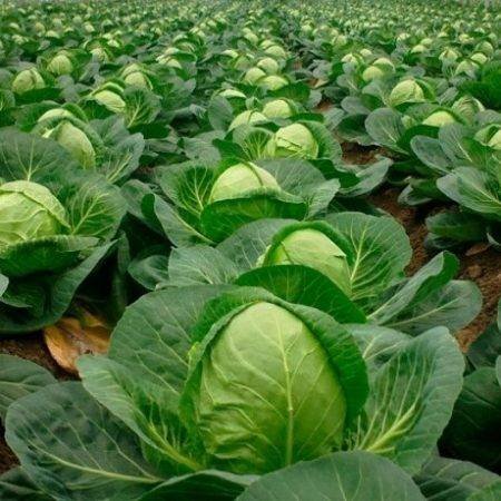 Адиль занес $15К в двух турнирах